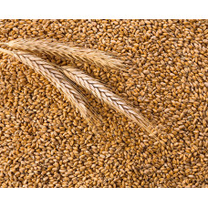 Пшениця 10 кг