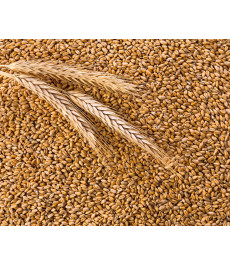 Пшениця 10 кг